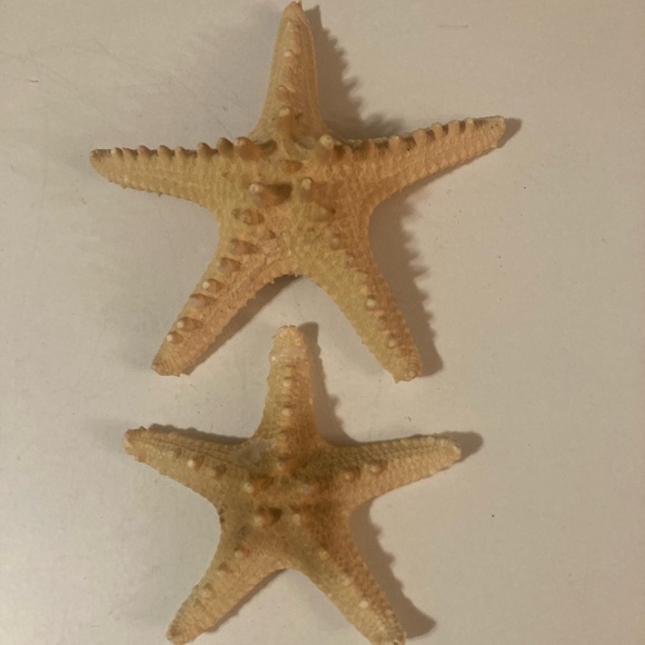 Starfish Sea Shells - Picture 4 of 11
